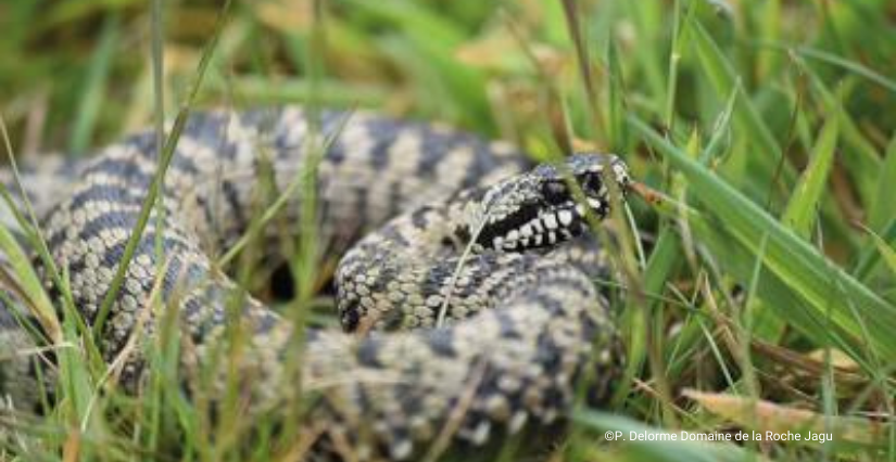 Sortie nature "A la découverte des reptiles" au Domaine départemental de la Roche-Jagu
