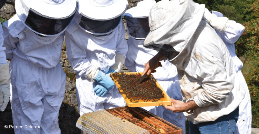 Atelier d'initiation à l'apiculture, avec les ados au Domaine de la Roche-Jagu