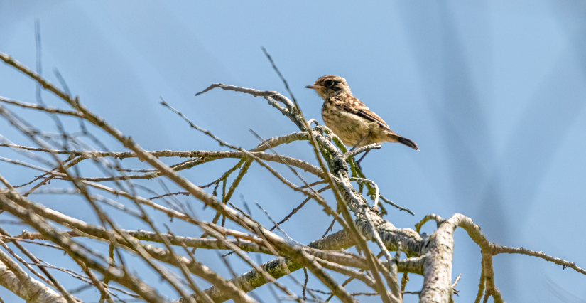 Balade et initiation au chant des oiseaux, en famille, au Domaine départemental de la Roche-Jagu