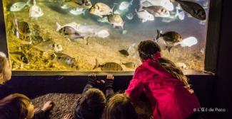 Aquarium de Trégastel, pour découvrir la vie marine locale